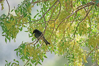 bird in tree